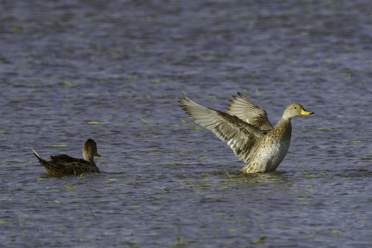 Yellow-billed Pintail - ML623920079