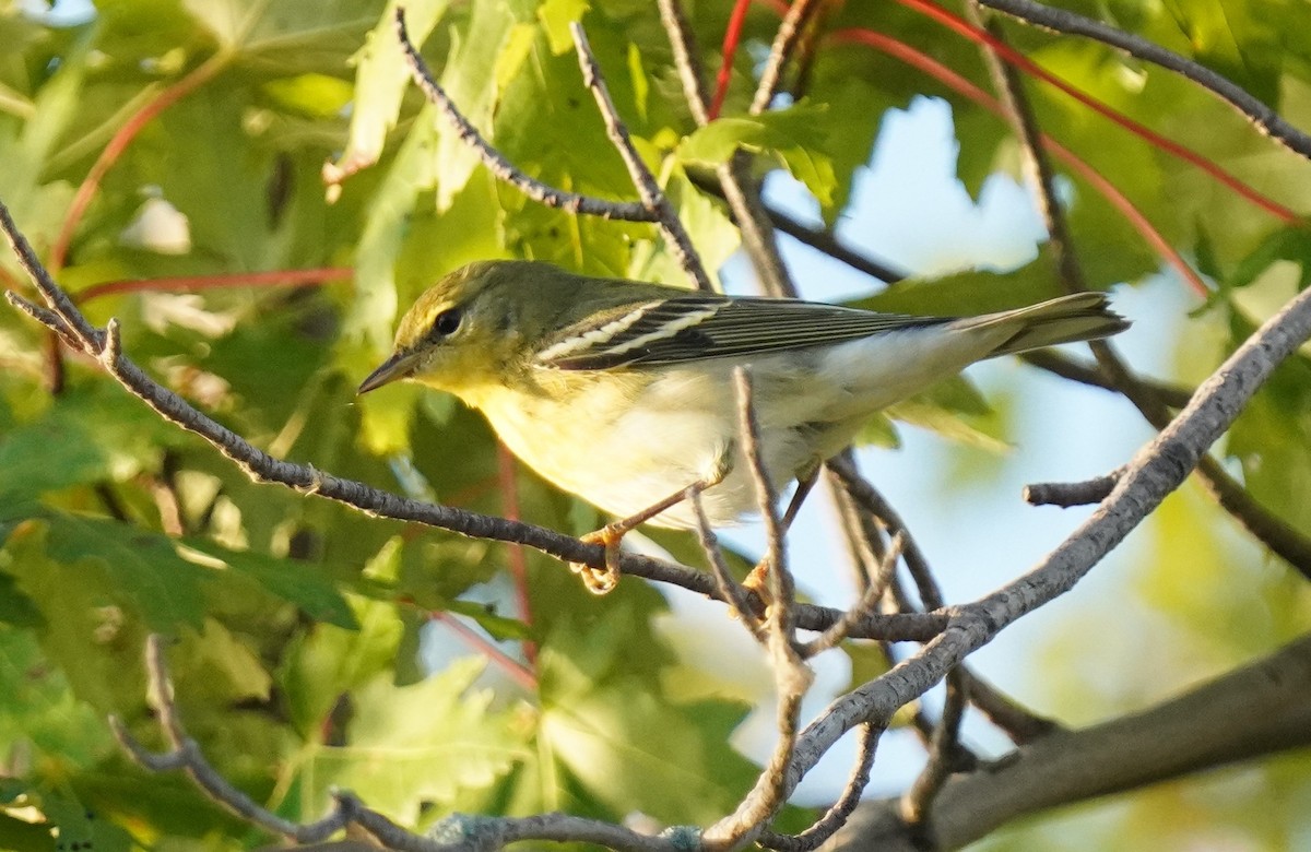 Blackpoll Warbler - ML623920080