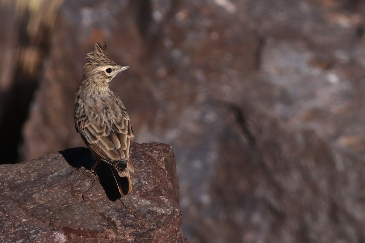 Thekla's Lark - ML623920082