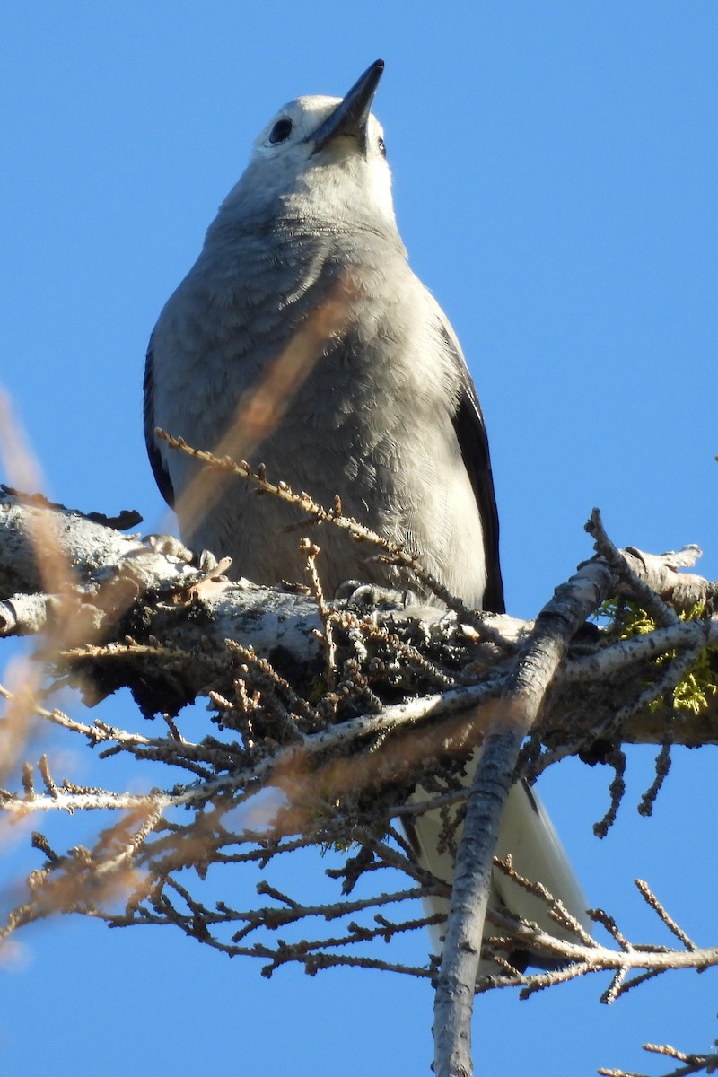 Clark's Nutcracker - ML623920084
