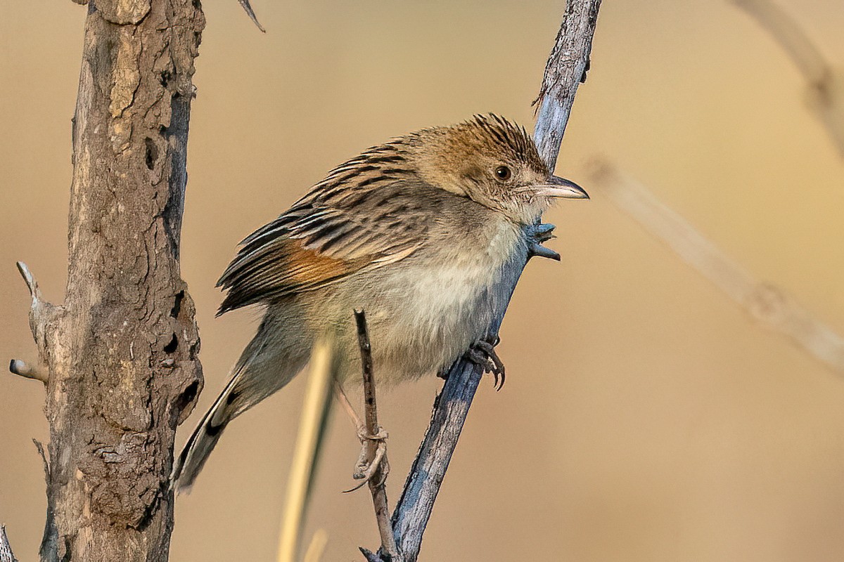 Rattling Cisticola - ML623920093