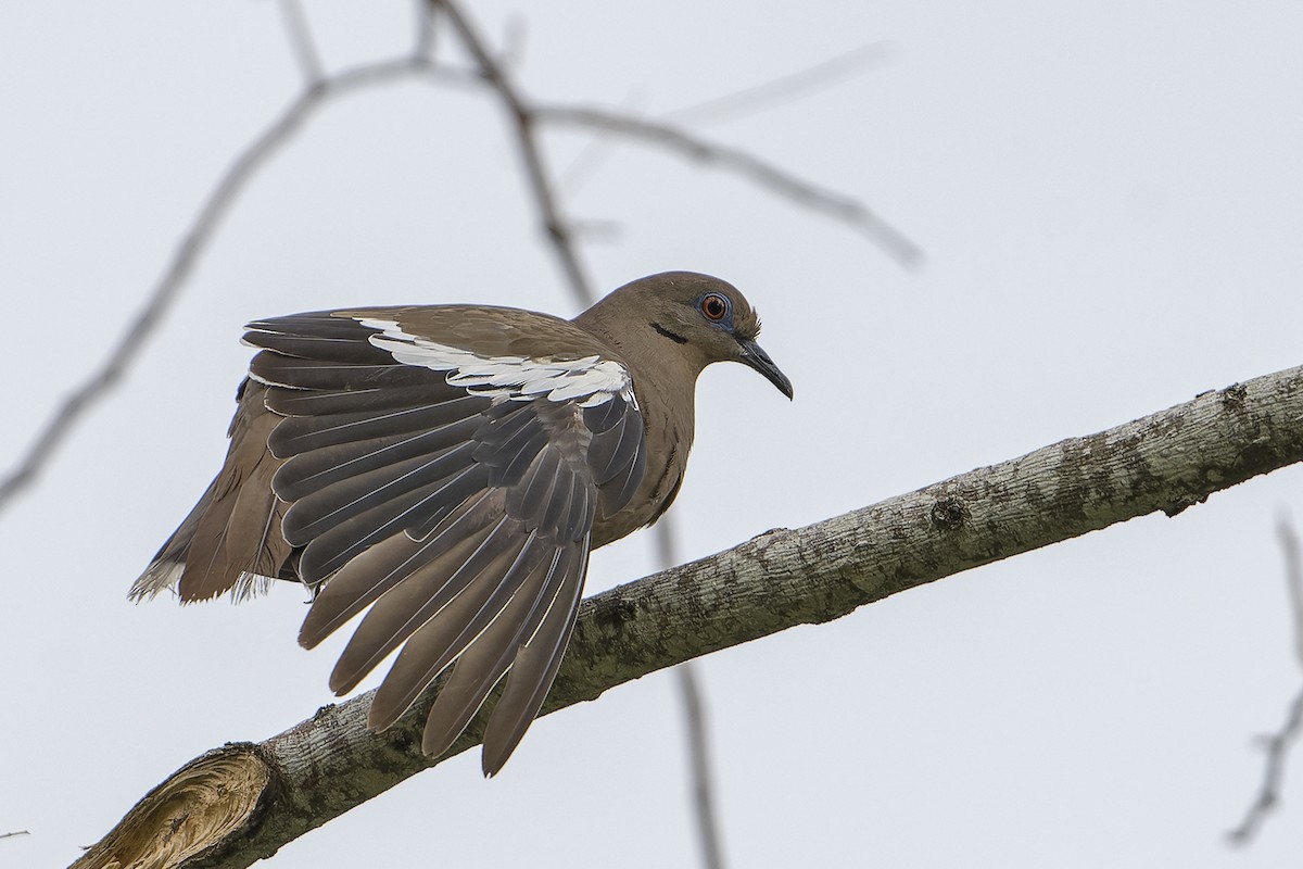 White-winged Dove - ML623920103