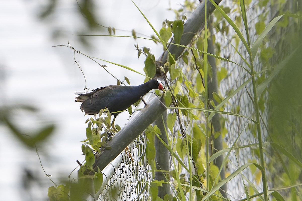 Purple Gallinule - ML623920110