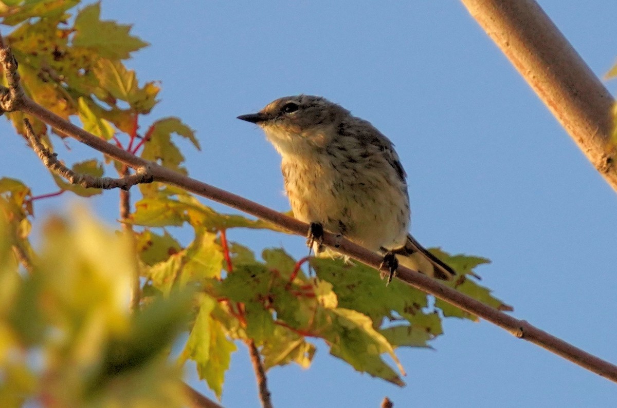 Yellow-rumped Warbler - ML623920114