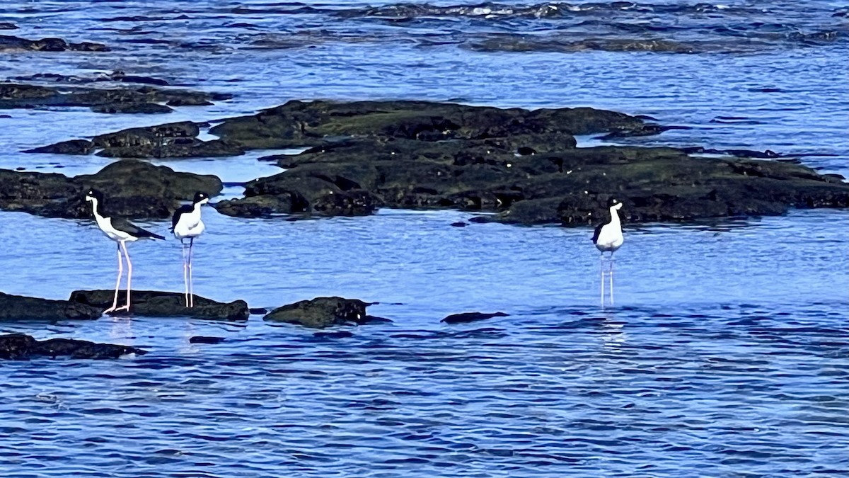 Black-necked Stilt (Hawaiian) - ML623920118