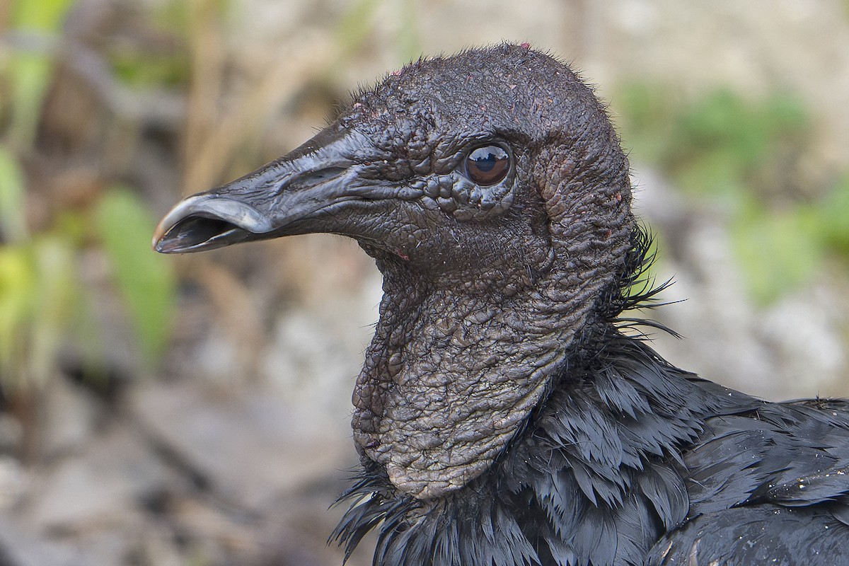 Black Vulture - ML623920120