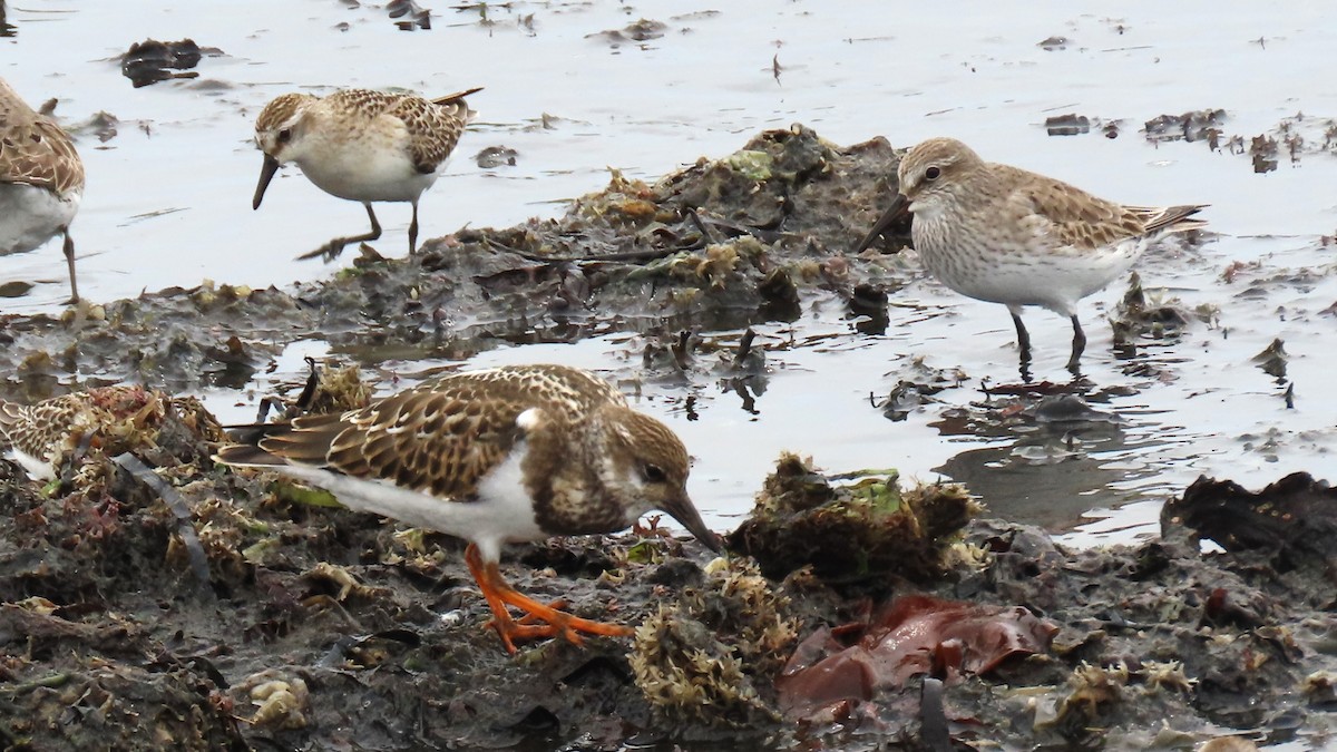 Ruddy Turnstone - ML623920125