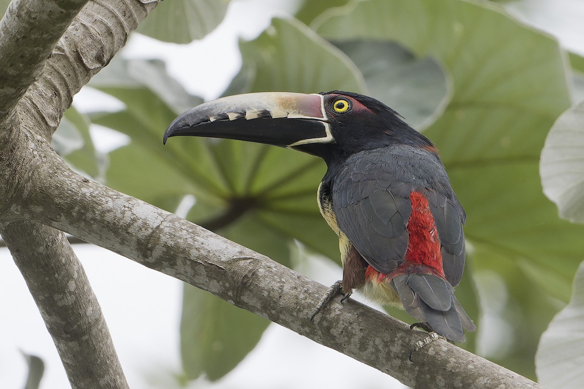 Collared Aracari - ML623920129