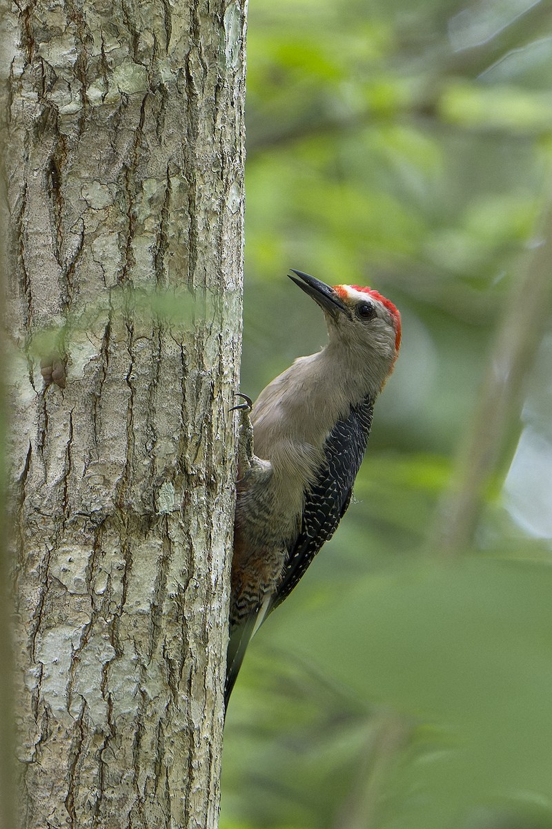 Golden-fronted Woodpecker - Jérôme Benezet