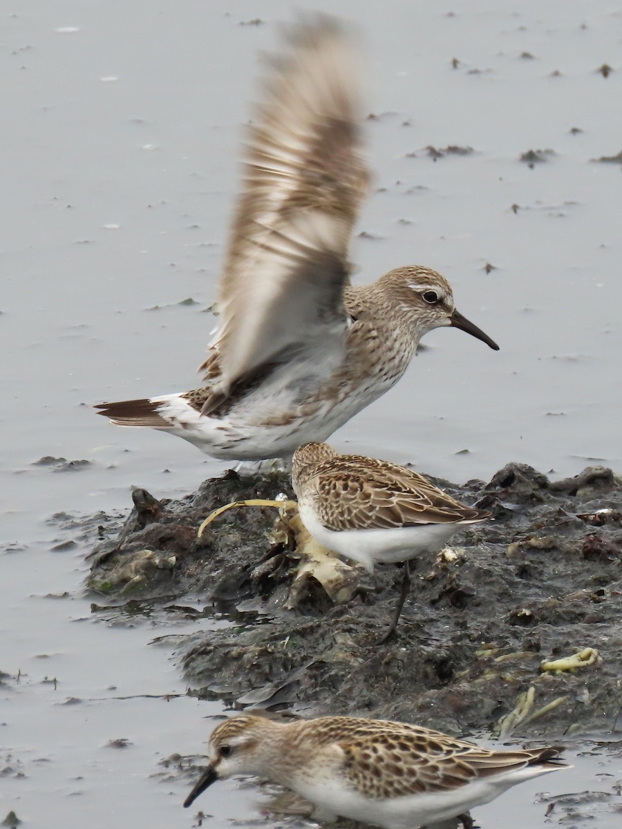 White-rumped Sandpiper - Frederick Bowes