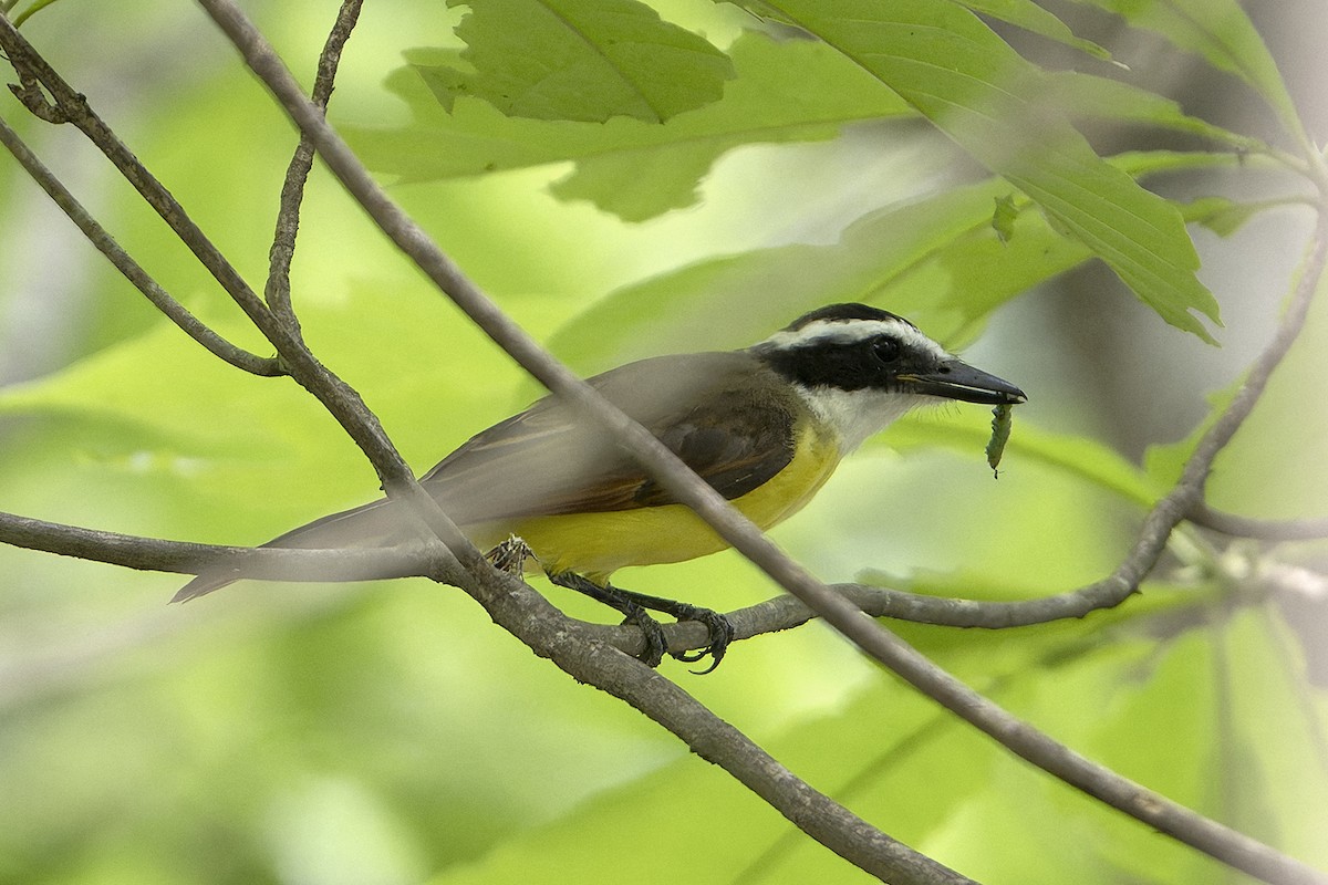 Great Kiskadee - ML623920141