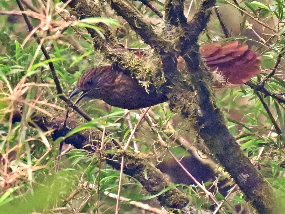 Rufous-backed Treehunter - ML623920146