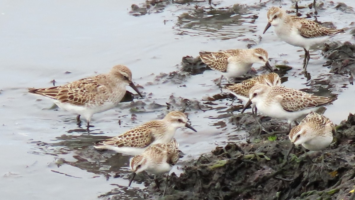 White-rumped Sandpiper - ML623920156