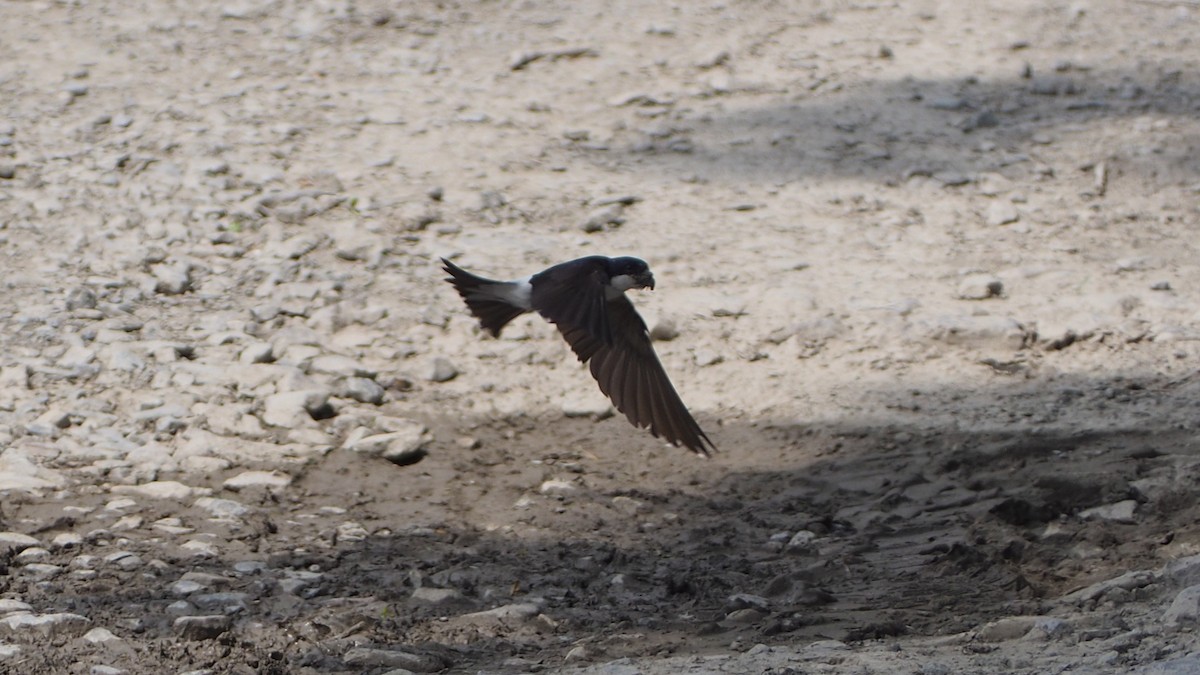 Western House-Martin - ML623920160