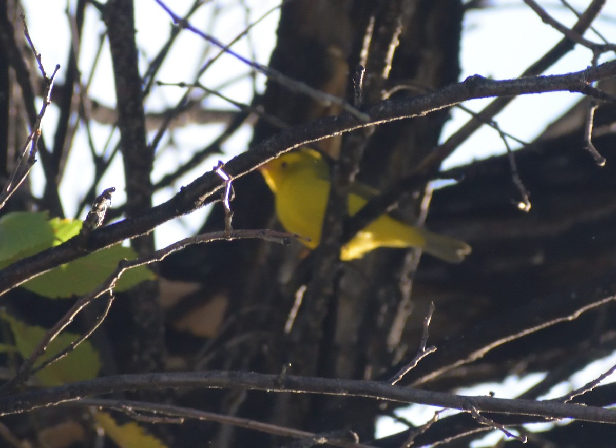 Wilson's Warbler - ML623920162