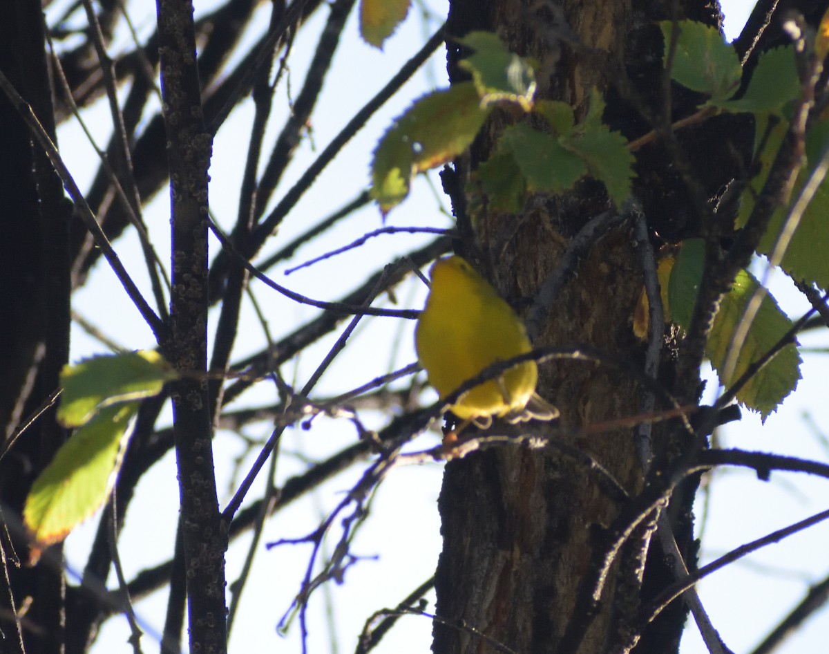 Wilson's Warbler - ML623920164