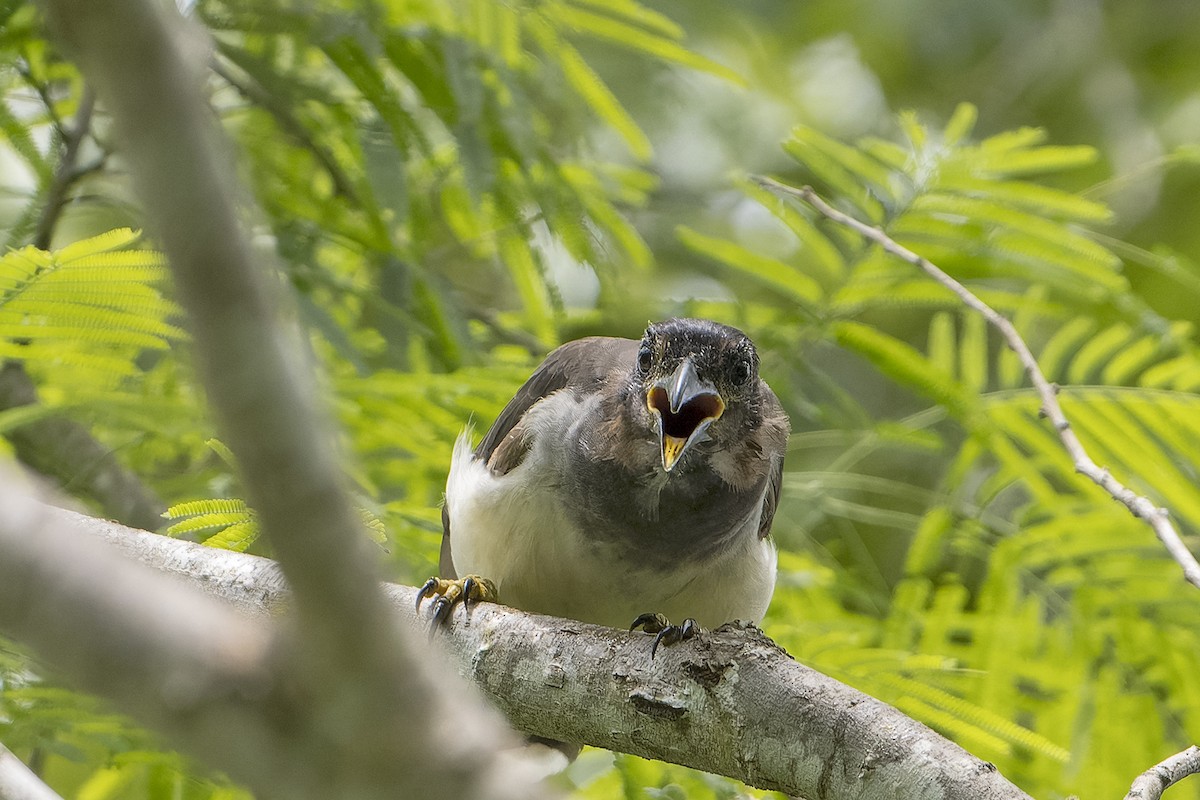 Brown Jay - ML623920166