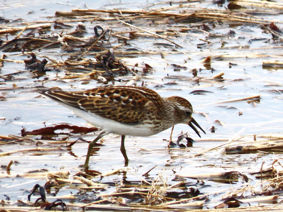 Least Sandpiper - ML623920167