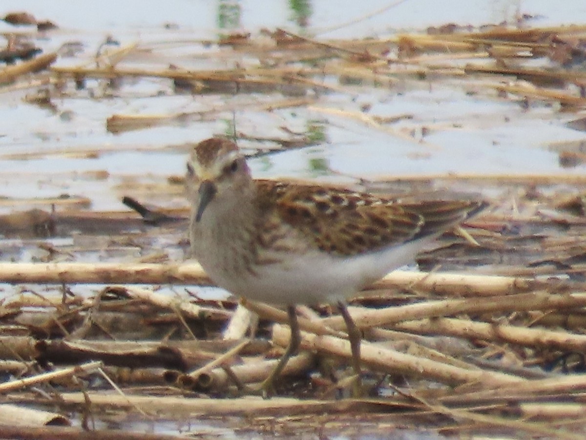 Least Sandpiper - ML623920168