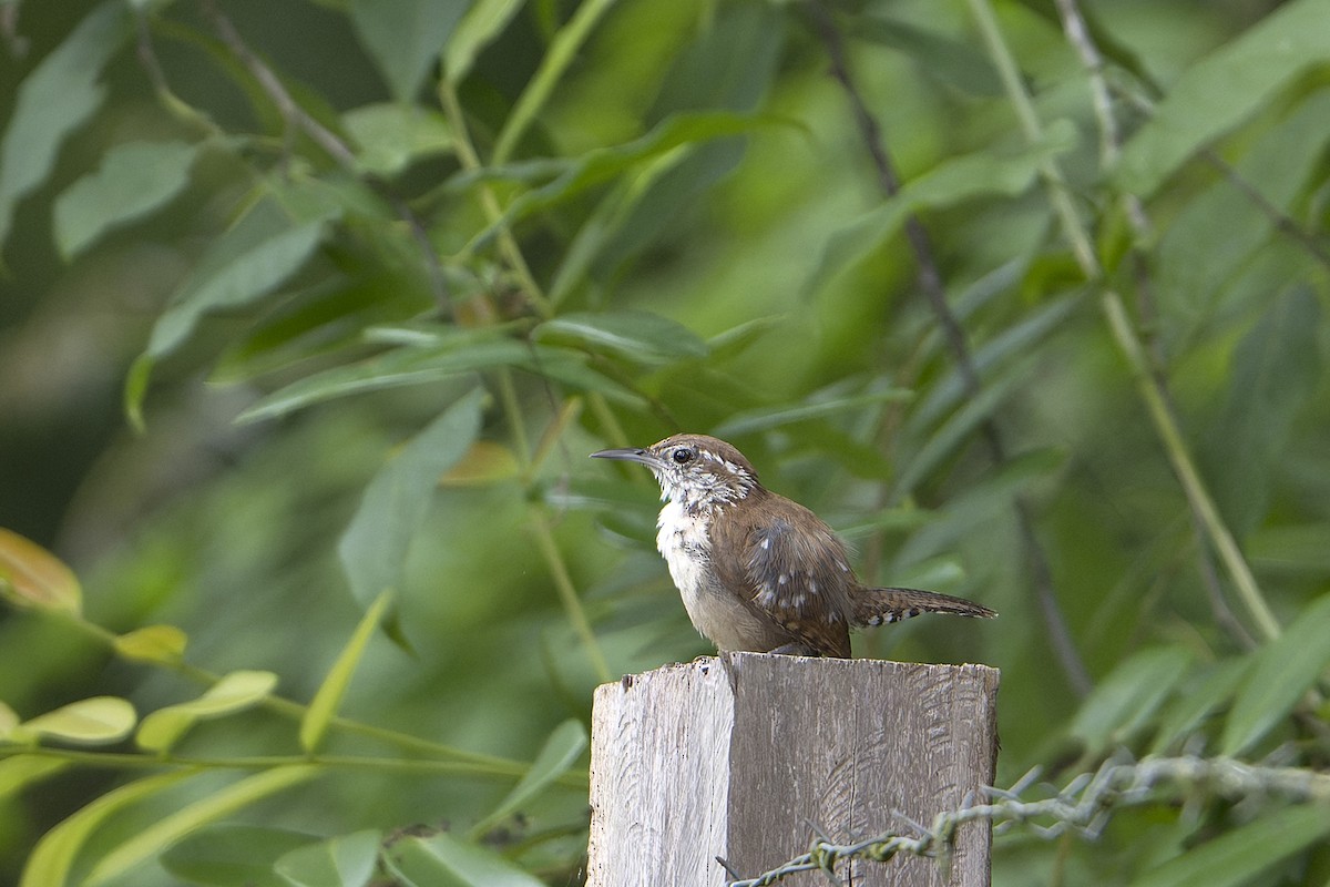 Carolina Wren - ML623920183