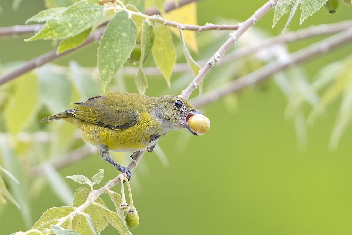 Yellow-throated Euphonia - ML623920201