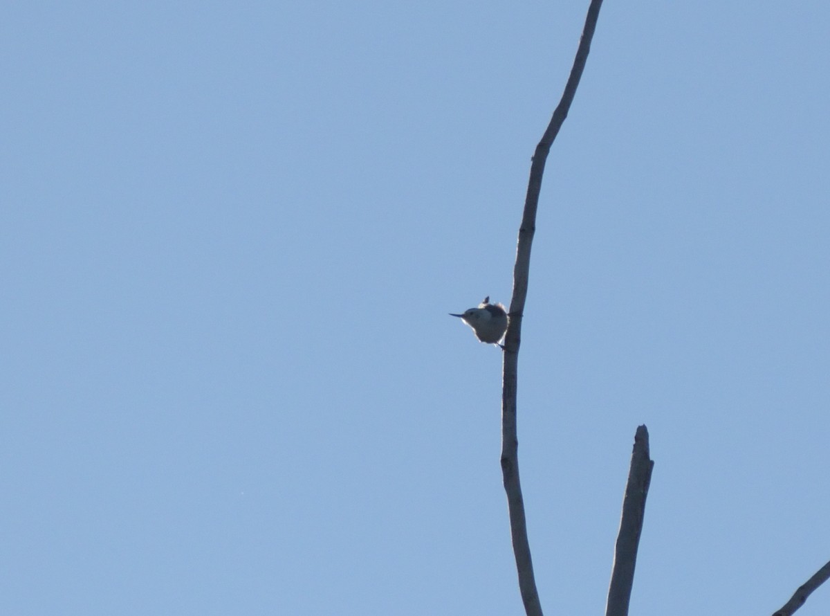 White-breasted Nuthatch (Interior West) - ML623920208