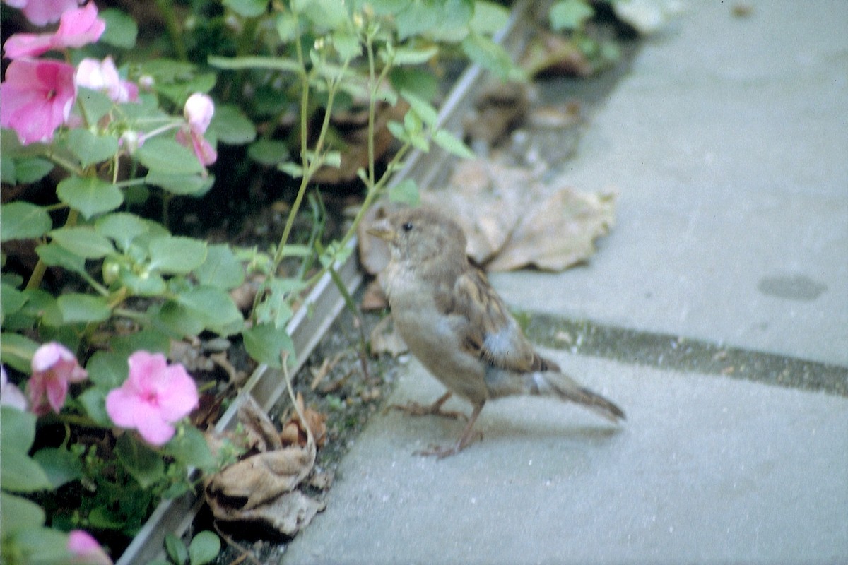 House Sparrow - ML623920217