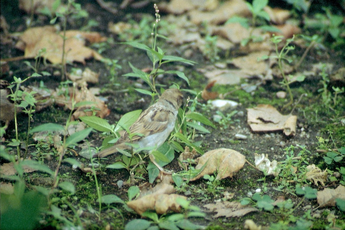 House Sparrow - ML623920218