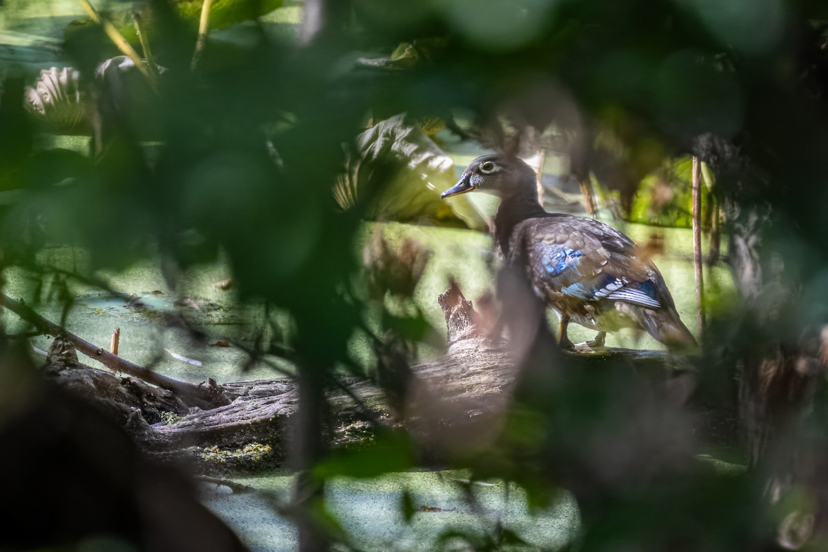 Wood Duck - ML623920221