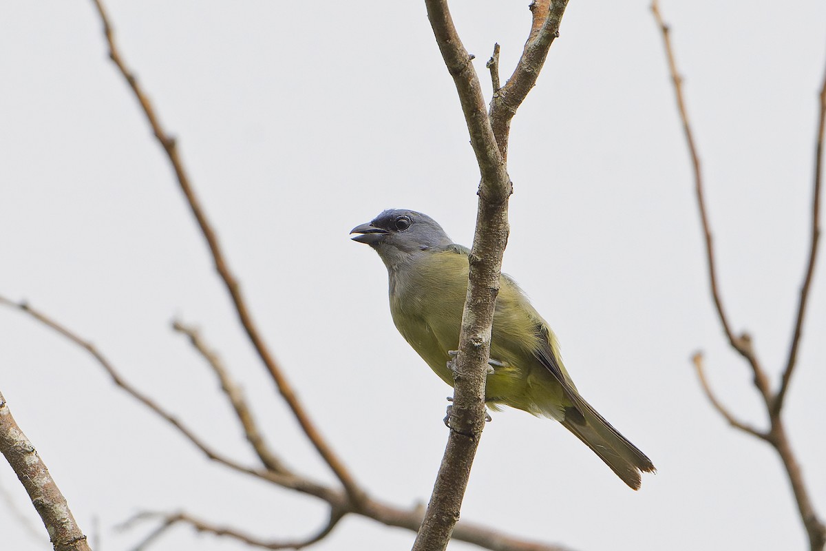 Yellow-winged Tanager - ML623920228