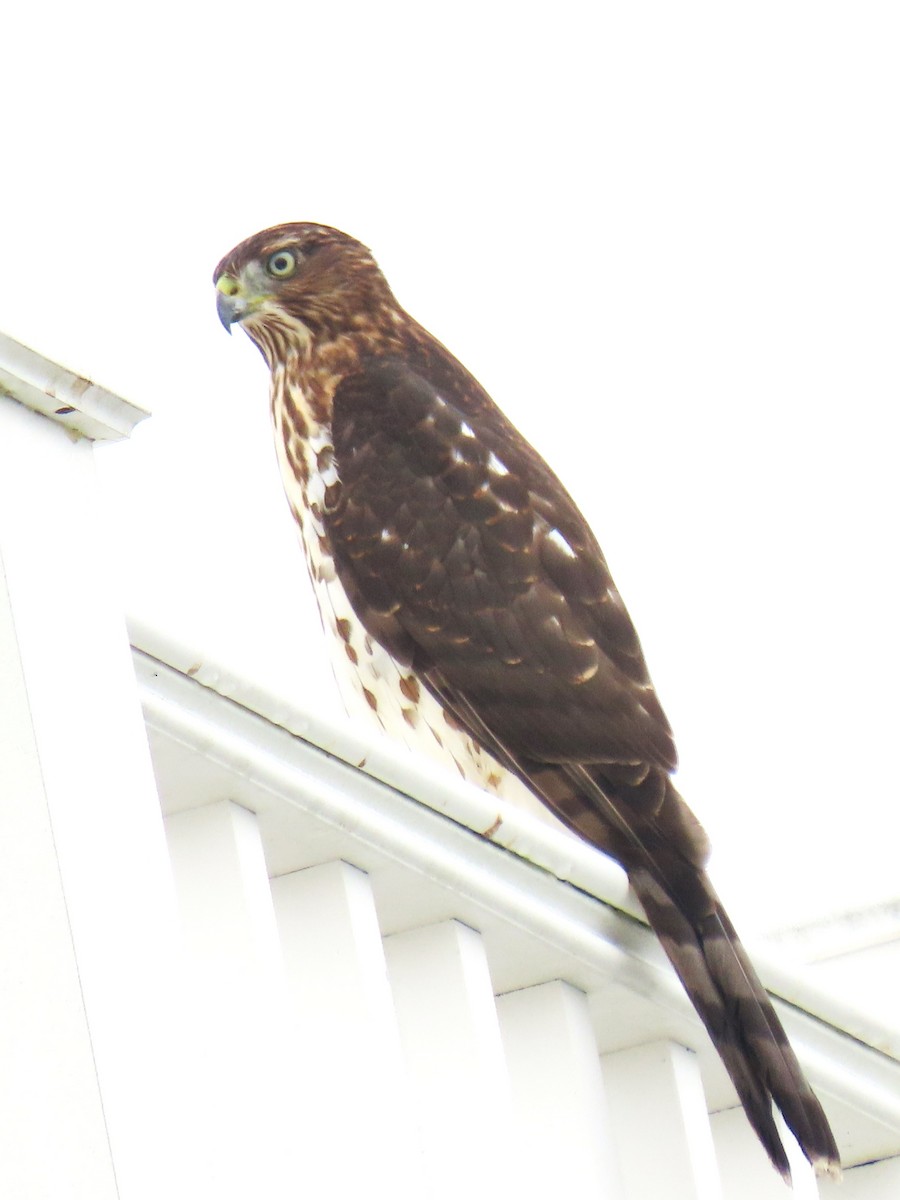 Cooper's Hawk - ML623920234