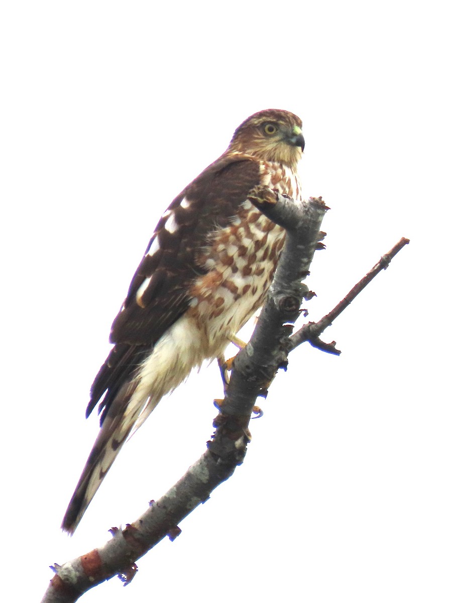 Sharp-shinned/Cooper's Hawk - ML623920266