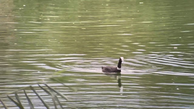 Red-knobbed Coot - ML623920269