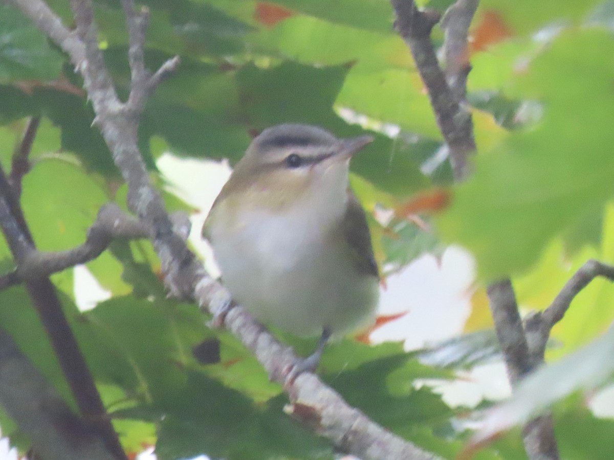 Red-eyed Vireo - ML623920294