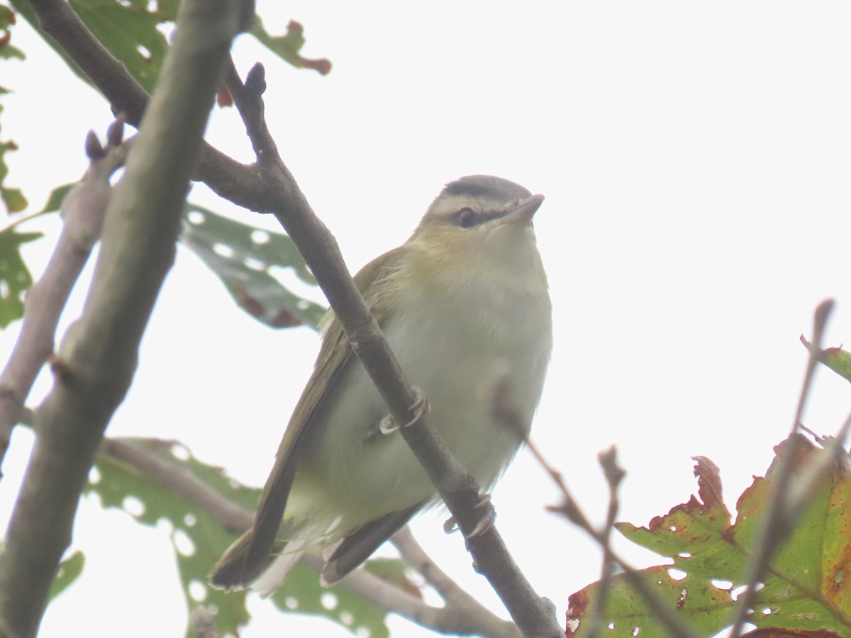 Red-eyed Vireo - ML623920295