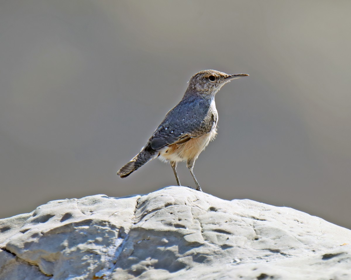 Rock Wren - ML623920301