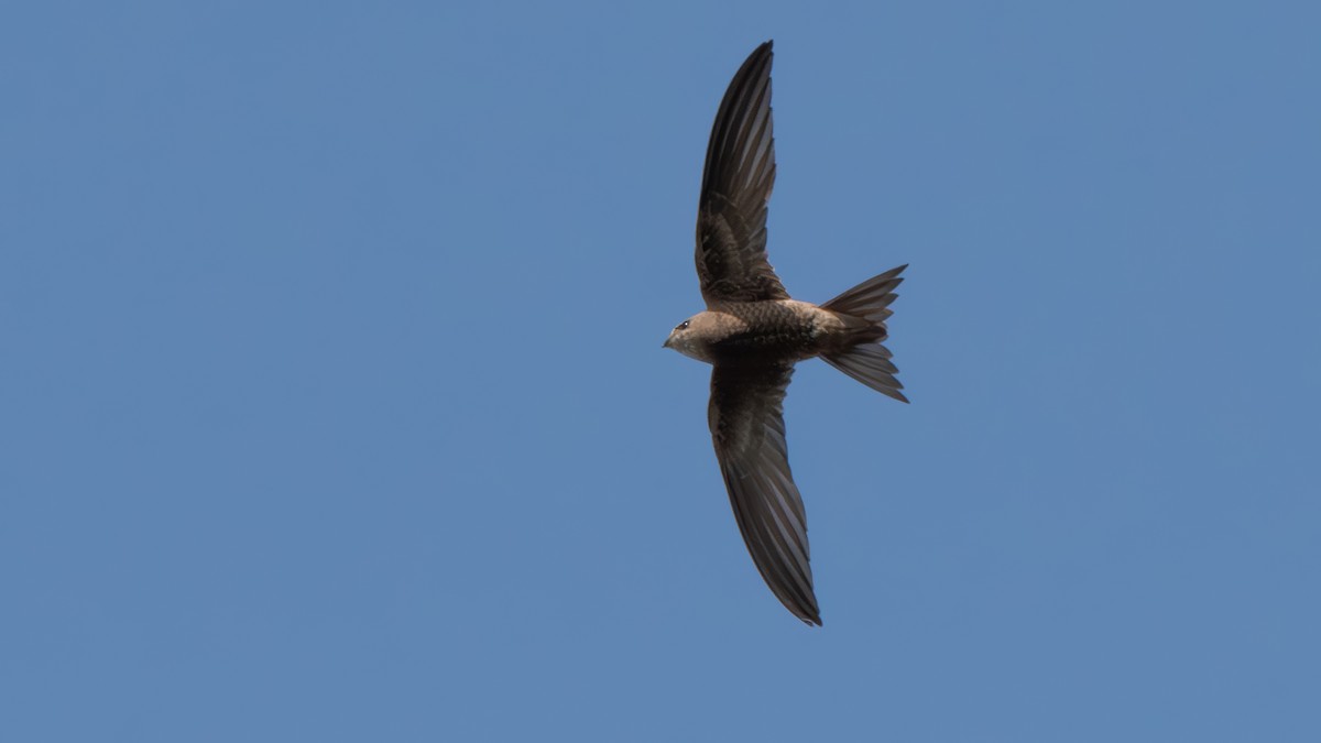 Pallid Swift - ML623920302