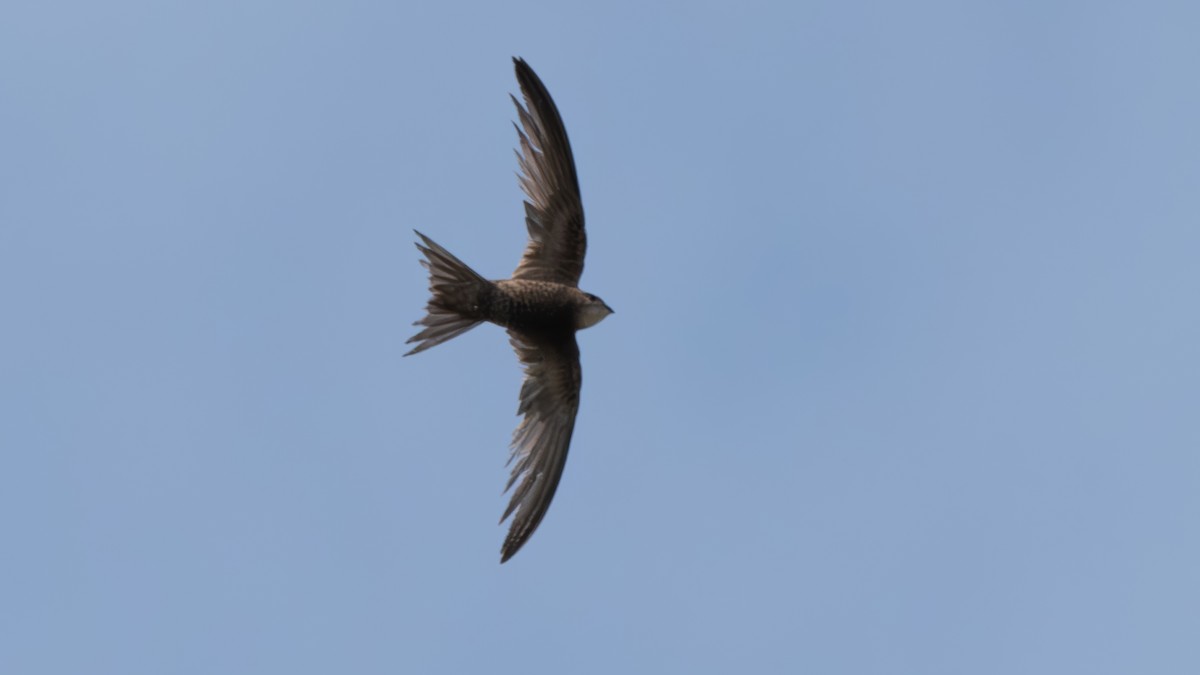 Pallid Swift - ML623920303