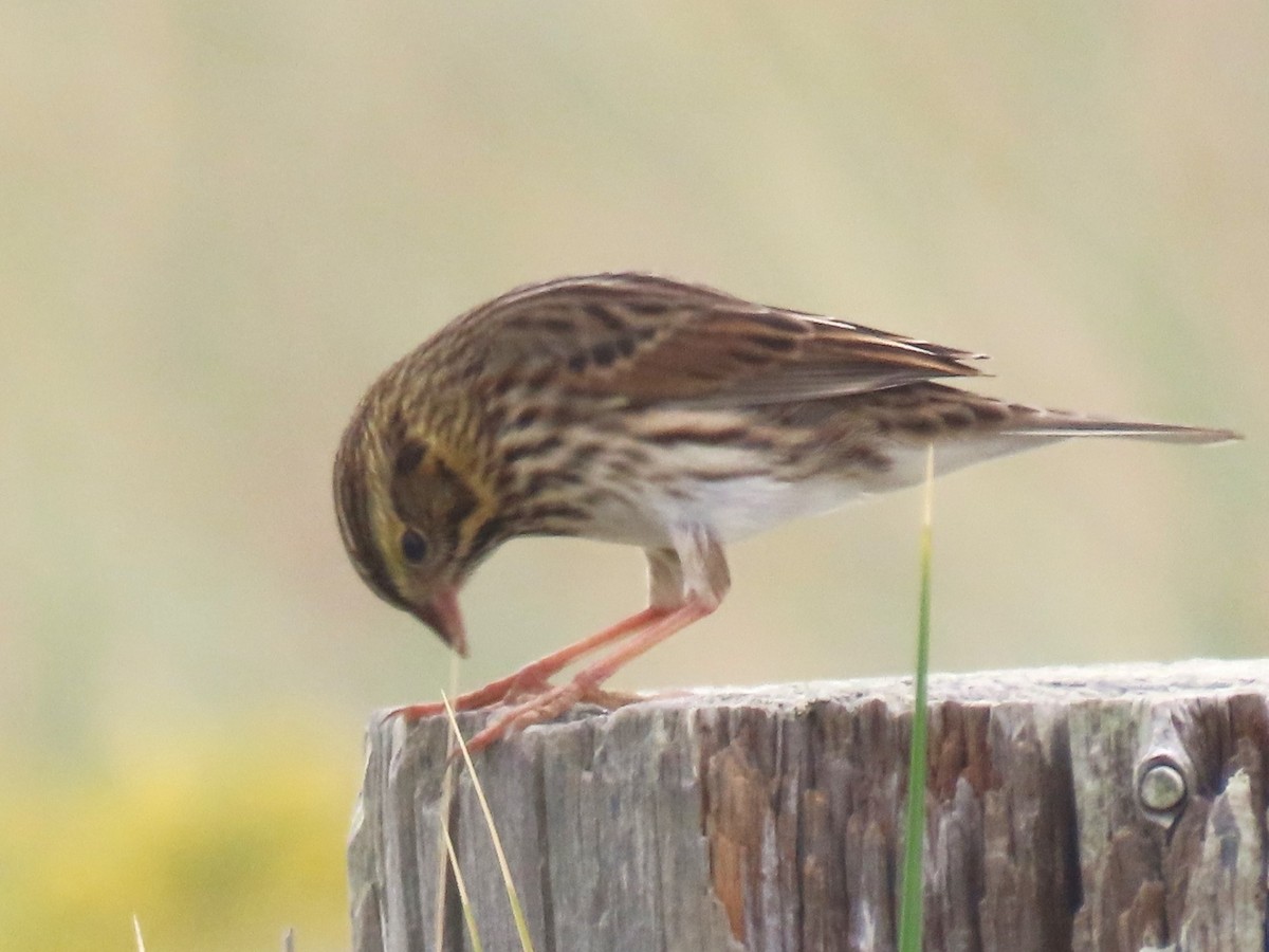 Savannah Sparrow - ML623920308