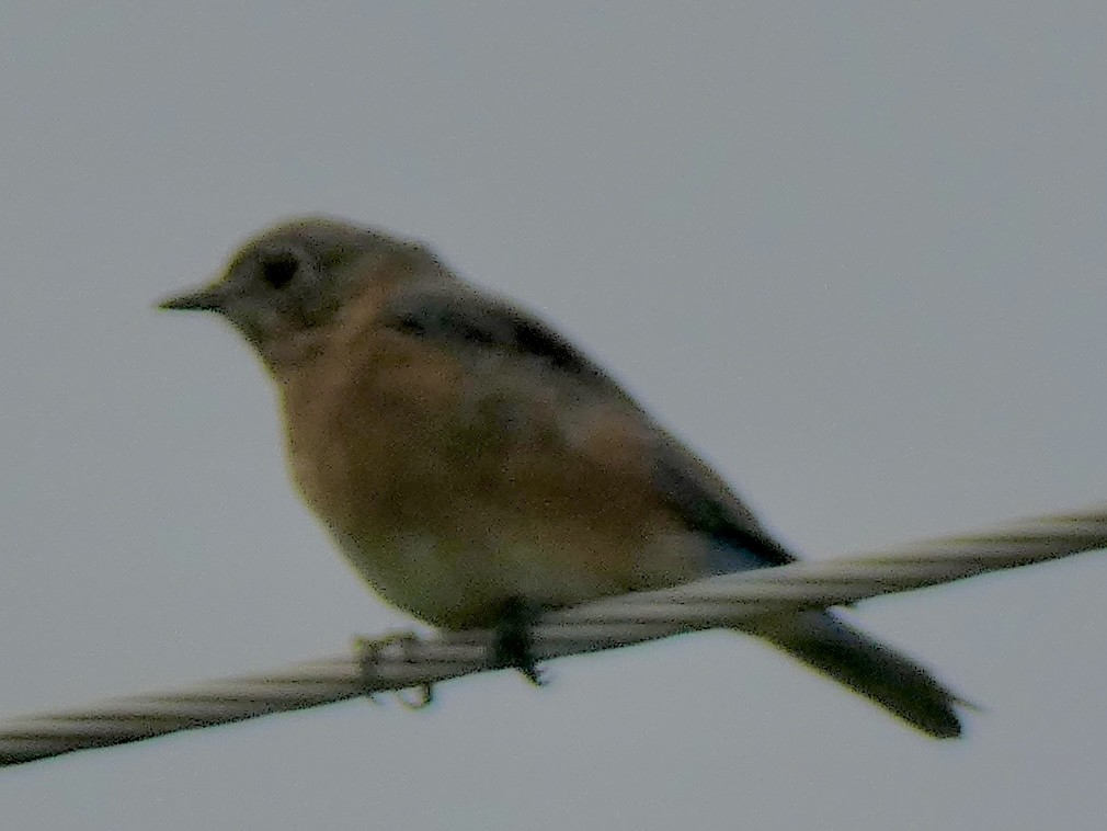 Eastern Bluebird - ML623920316