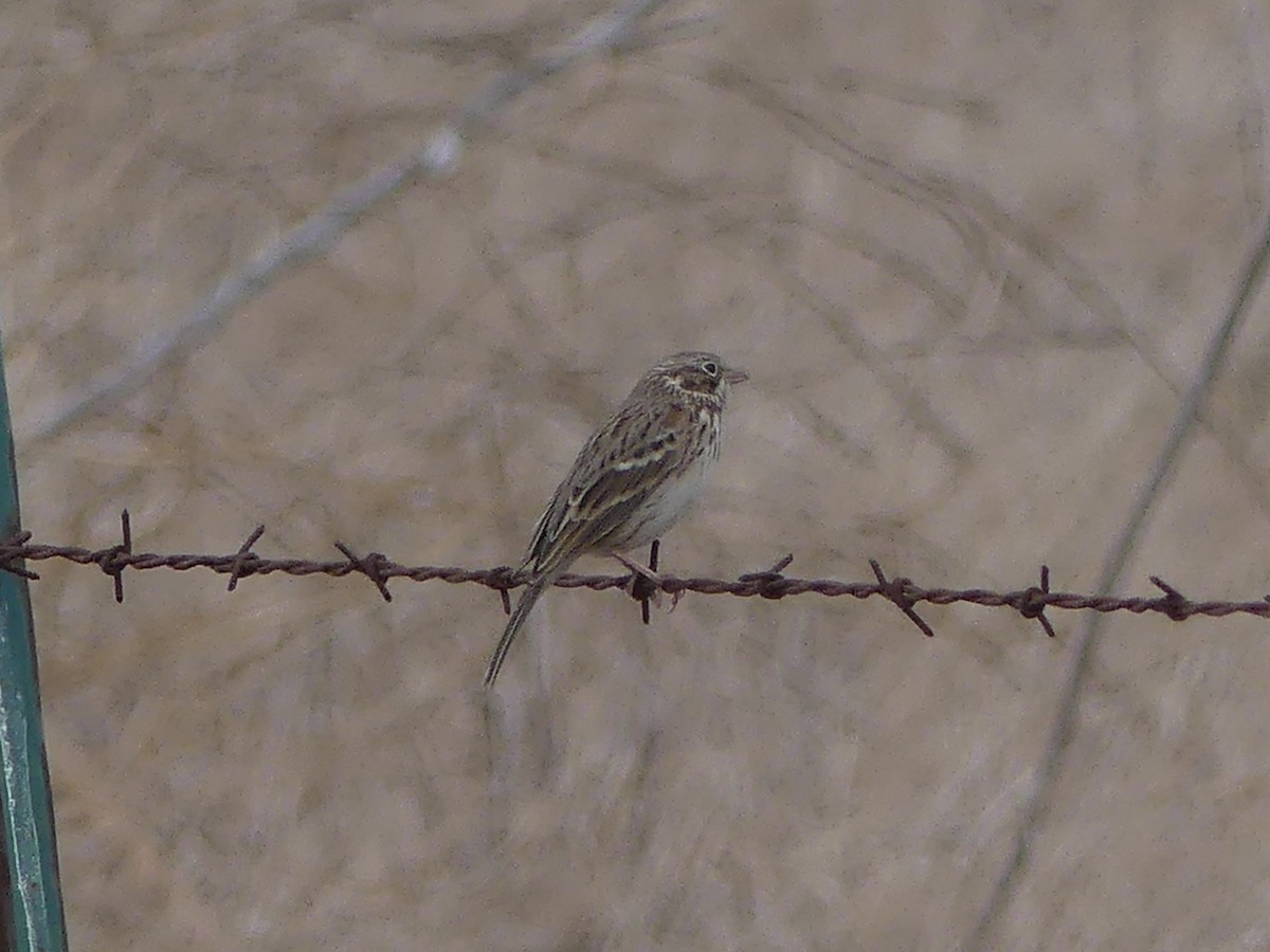 Vesper Sparrow - ML623920335