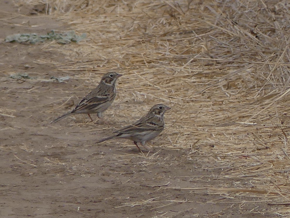 Vesper Sparrow - David Telles