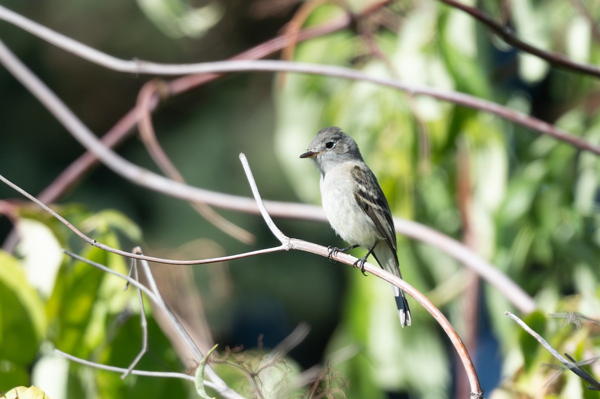 Gray Flycatcher - ML623920395