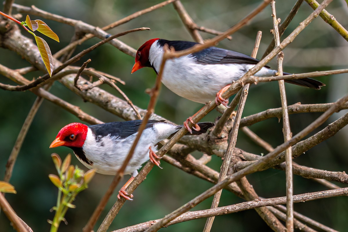 Yellow-billed Cardinal - ML623920396