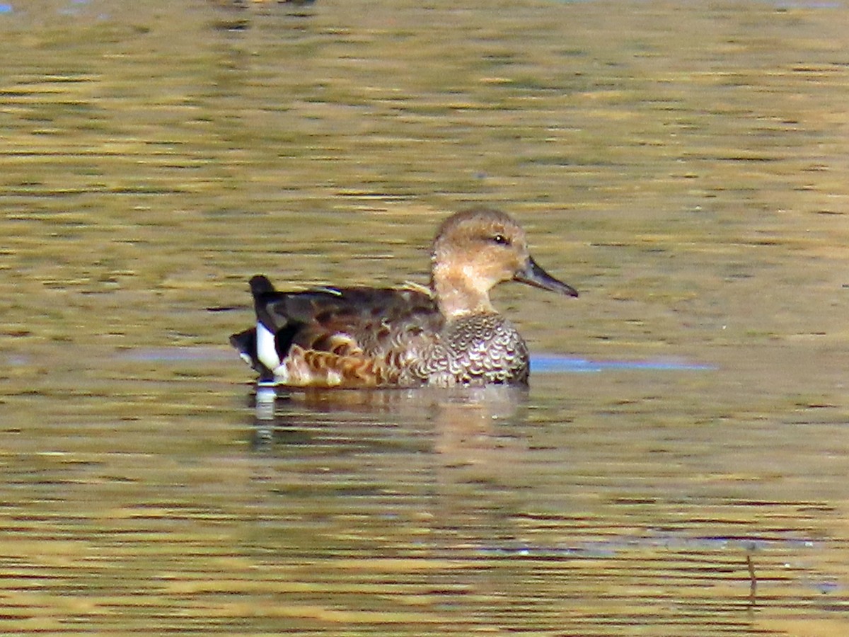 Gadwall - ML623920400