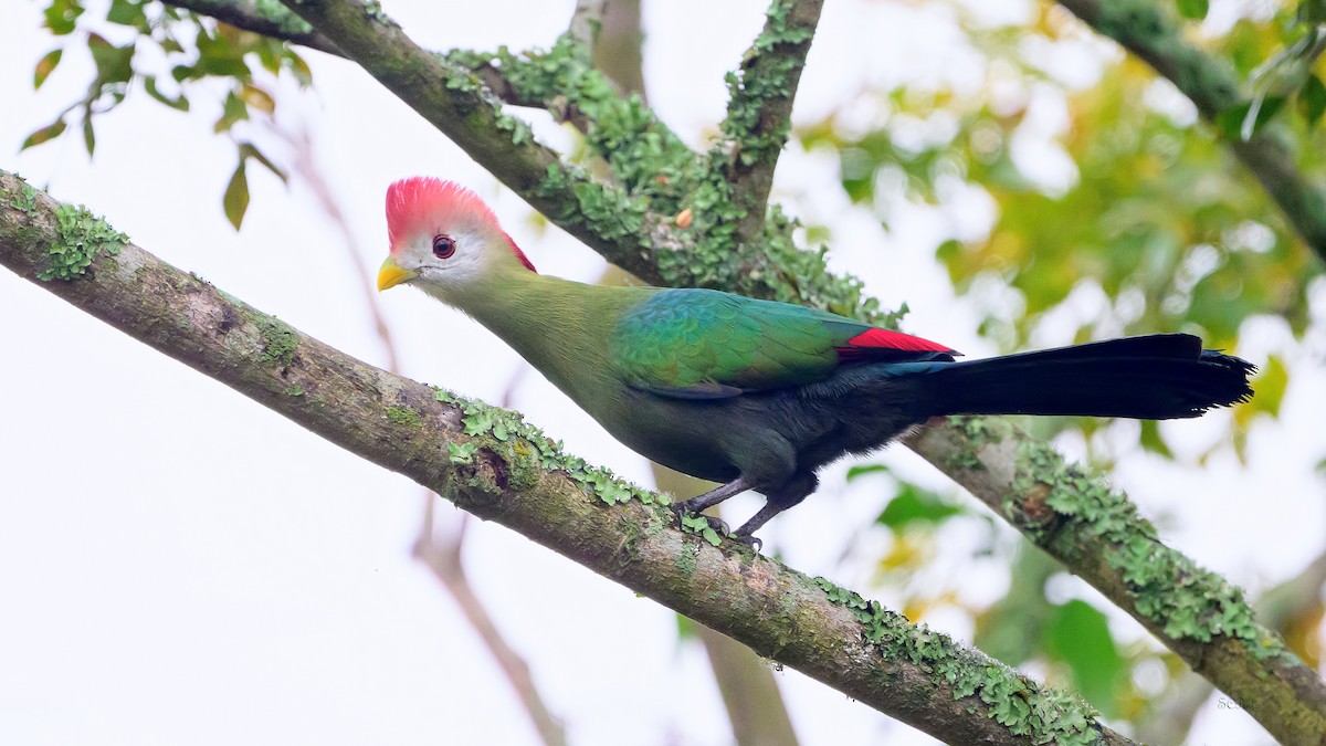 Red-crested Turaco - ML623920401