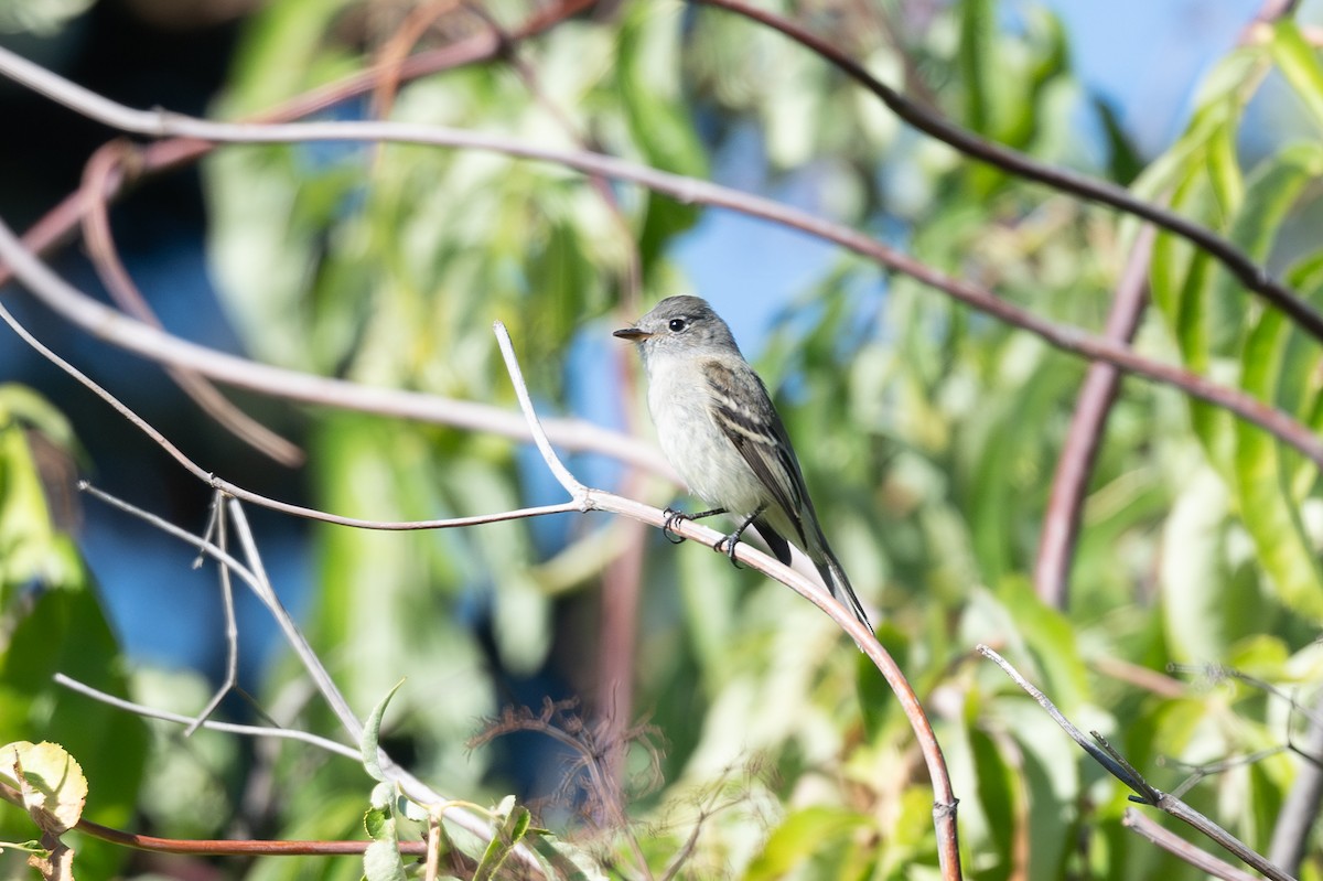 Gray Flycatcher - ML623920403