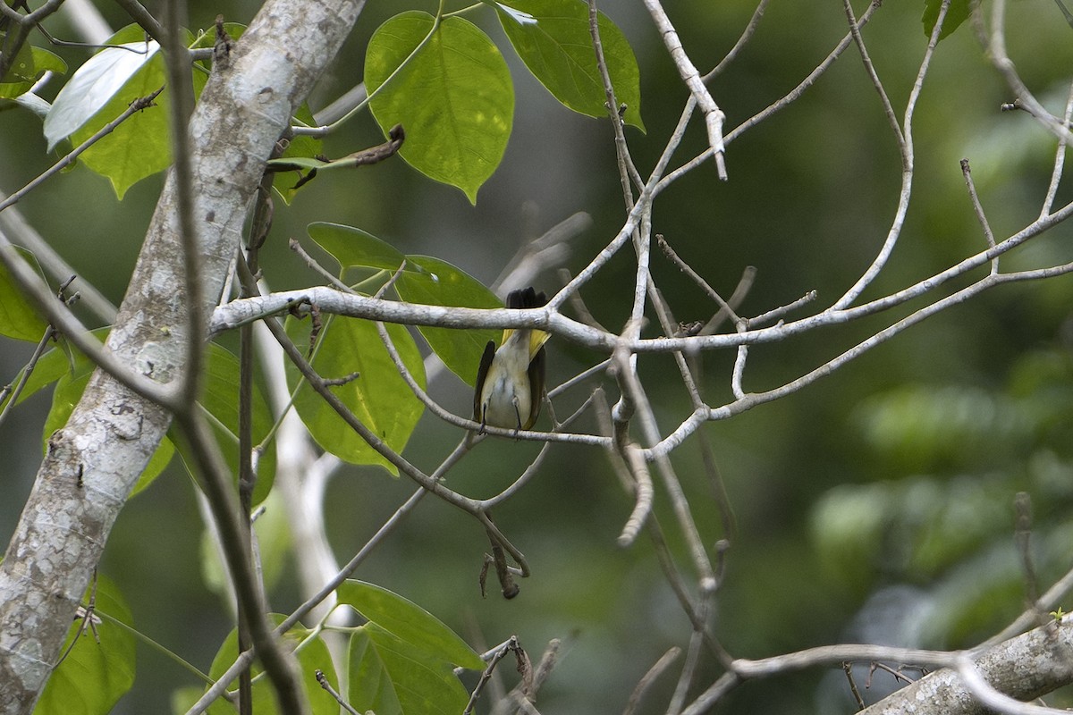 American Redstart - ML623920406