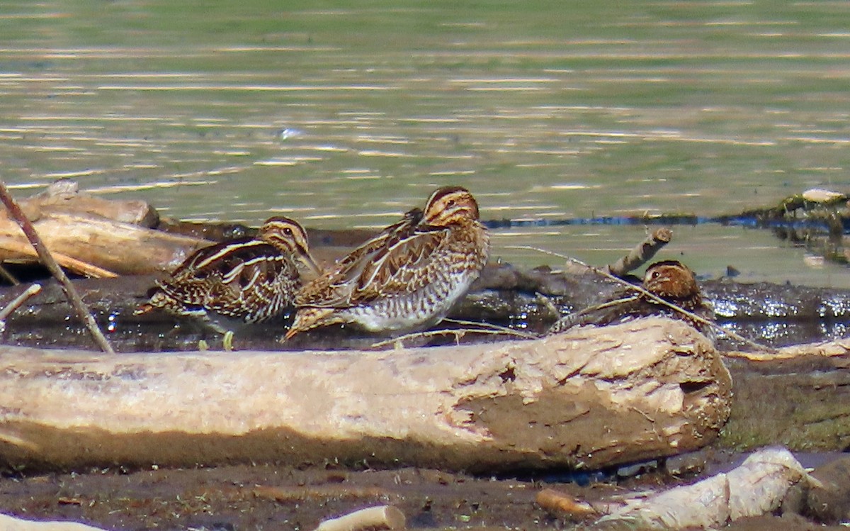 Wilson's Snipe - ML623920430