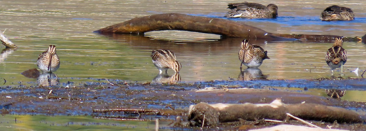 Wilson's Snipe - ML623920432